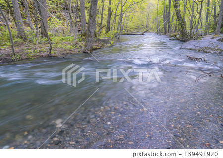 Fresh greenery and a tranquil stream: Spring scenery of the Oirase Gorge (Aomori Prefecture) - May 139491920