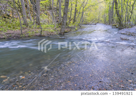 The quiet flow of the Oirase Gorge with fallen trees, a spring scene with fresh greenery (Aomori Prefecture) - May The quiet flow of the Oirase Gorge with fallen trees, a spring scene with fresh greenery (Aomori Prefecture) - May 139491921