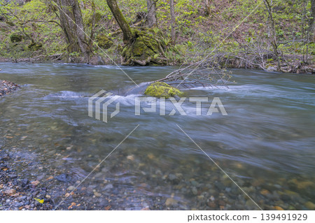 The tranquil flow of the Oirase Stream and the fresh greenery of spring (Aomori Prefecture) - May The tranquil flow of the Oirase Stream and the fresh greenery of spring (Aomori Prefecture) - May 139491929