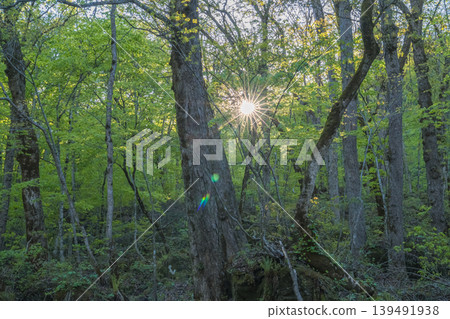陽光透過森林的樹木灑下,呈現出一片清新的春日綠意(青森縣) 陽光透過森林的樹木灑下,呈現出一片清新的春日綠意(青森縣) 139491938