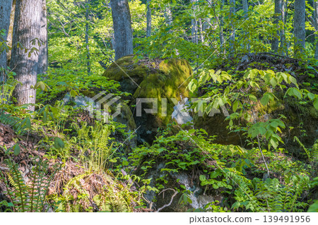 The Oirase Gorge with its fresh green leaves and sandbars, a spring scene of vibrant greenery (Aomori Prefecture) - May The Oirase Gorge with its fresh green leaves and sandbars, a spring scene of vibrant greenery (Aomori Prefecture) - May 139491956