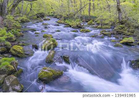奧入瀨峽谷溪水潺潺流淌在翠綠的樹叢中,春意盎然,景色宜人(青森縣)-五月 奧入瀨峽谷溪水潺潺流淌在翠綠的樹叢中,春意盎然,景色宜人(青森縣)-五月 139491965