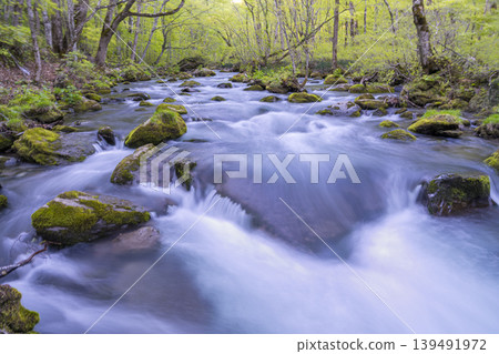 Fresh greenery and mountain streams: Spring scenery of Oirase (Aomori Prefecture) - May Fresh greenery and mountain streams: Spring scenery of Oirase (Aomori Prefecture) - May 139491972