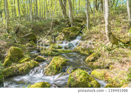在明亮的山毛櫸林中,樹葉翠綠,林地鋪滿新鮮樹葉(青森縣八甲田山脈) 在明亮的山毛櫸林中,樹葉翠綠,林地鋪滿新鮮樹葉(青森縣八甲田山脈) 139491986
