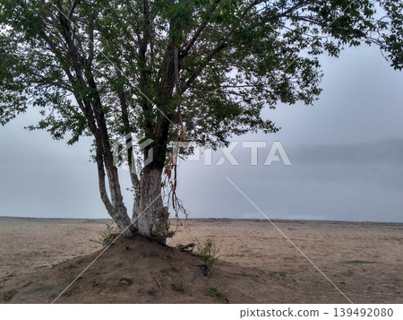 Solitary tree with multiple trunks stands on a sandy mound under a heavy, mysterious fog. The dense mist obscures the background, creating a minimalist and serene landscape on a quiet morning Solitary tree with multiple trunks stands on a sandy mound under a heavy, mysterious fog. The dense mist obscures the background, creating a minimalist and serene landscape on a quiet morning 139492080