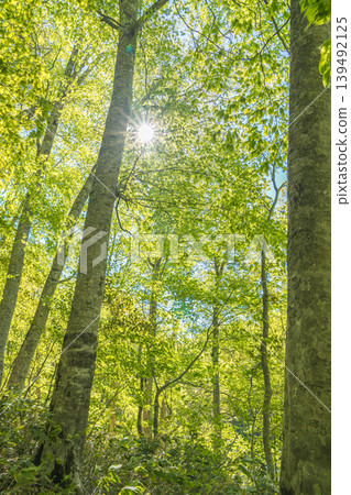 陽光灑在山毛櫸林的林地上,呈現出春意盎然的景象(青森縣八甲田山) 陽光灑在山毛櫸林的林地上,呈現出春意盎然的景象(青森縣八甲田山) 139492125
