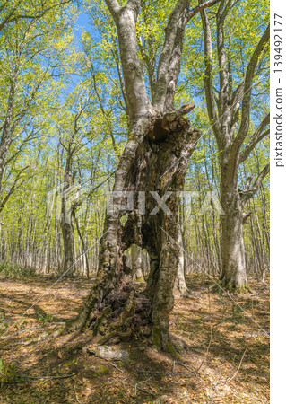 Twisted beech branches and young leaves, a beech forest in the fresh green of spring (Hakkoda Mountains, Aomori Prefecture) Twisted beech branches and young leaves, a beech forest in the fresh green of spring (Hakkoda Mountains, Aomori Prefecture) 139492177