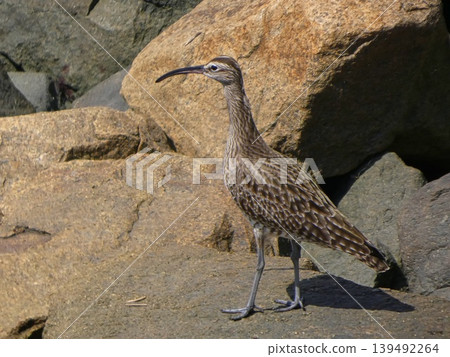 Cuttlefish Cuttlefish 139492264