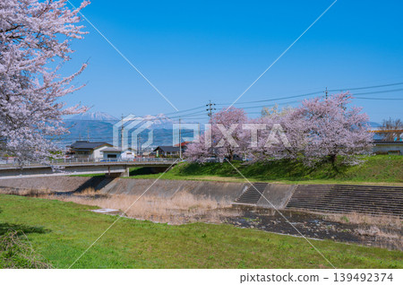 櫻花樹沿著鮎川河堤岸排列，遠處可見北信州的五座山峰 [鬚坂市] 139492374