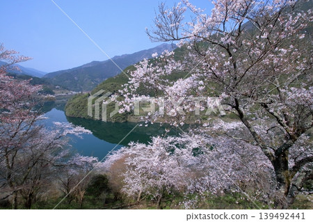 高知縣仁代川町大戶水壩湖的櫻花盛開 139492441
