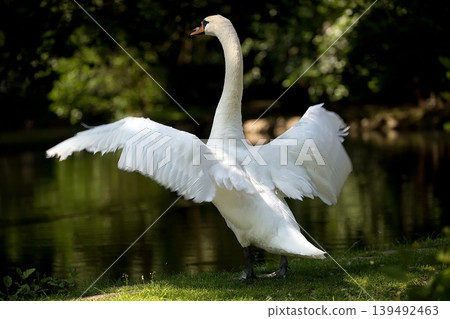 White swan near the lake White swan near the lake 139492463