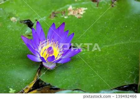 Purple water lily on a green leaf Purple water lily on a green leaf 139492466