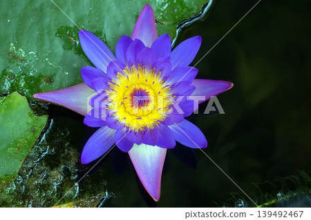 Purple water lily on a green leaf Purple water lily on a green leaf 139492467
