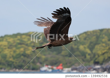 Tobi flying over the sea 139492538