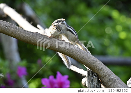 Friendly siblings: baby squirrels and chipmunks Friendly siblings: baby squirrels and chipmunks 139492562