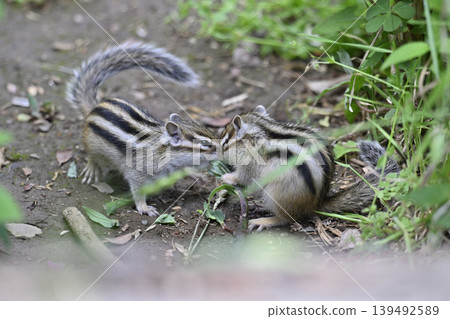 Friendly siblings: baby squirrels and chipmunks Friendly siblings: baby squirrels and chipmunks 139492589