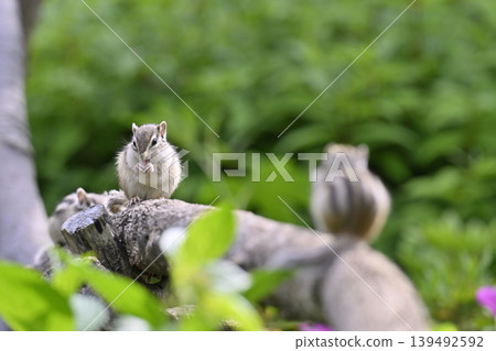 Friendly siblings: baby squirrels and chipmunks 139492592