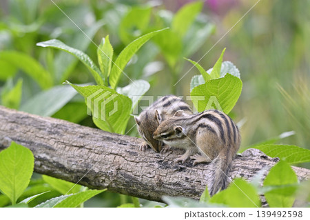 Friendly siblings: baby squirrels and chipmunks Friendly siblings: baby squirrels and chipmunks 139492598
