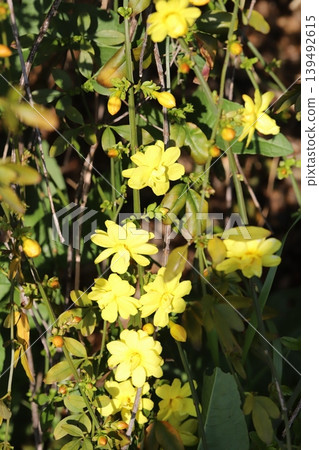 Yellow Unnan Ophiopogon flowers blooming in a park in spring Yellow Unnan Ophiopogon flowers blooming in a park in spring 139492615