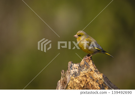 European greenfinch with catchlight on dead stump 139492690