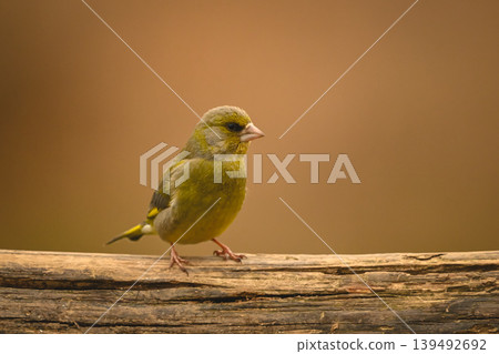 European greenfinch with catchlight on horizontal log 139492692