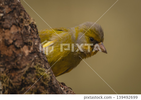 European greenfinch with catchlight peeks round log European greenfinch with catchlight peeks round log 139492699