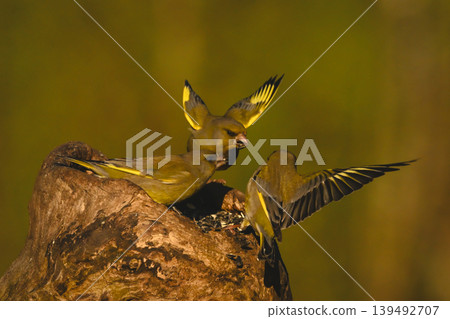 European greenfinches squabble on hollow tree stump European greenfinches squabble on hollow tree stump 139492707