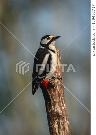Great spotted woodpecker looks up from stump Great spotted woodpecker looks up from stump 139492717