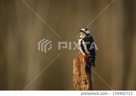 Great spotted woodpecker watches camera from stump Great spotted woodpecker watches camera from stump 139492721