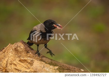 Hooded crow lifts foot holding meat chunk Hooded crow lifts foot holding meat chunk 139492727