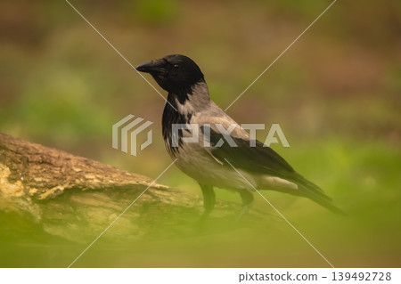 Hooded crow stands on log with catchlight Hooded crow stands on log with catchlight 139492728