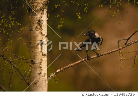 Hooded crow turns head on silver birch 139492729