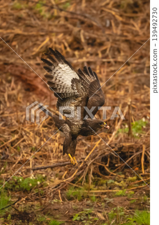 Lesser spotted eagle flies past carrying meat 139492730