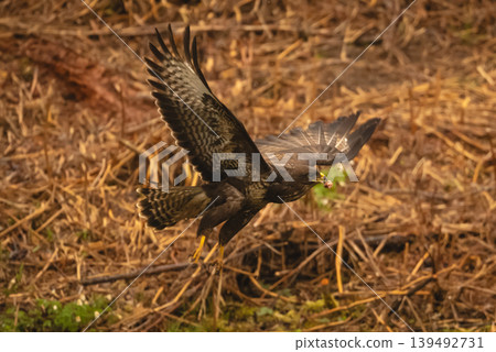 Lesser spotted eagle flies past holding meat Lesser spotted eagle flies past holding meat 139492731