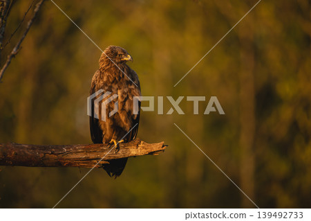 Lesser spotted eagle on branch turns right Lesser spotted eagle on branch turns right 139492733