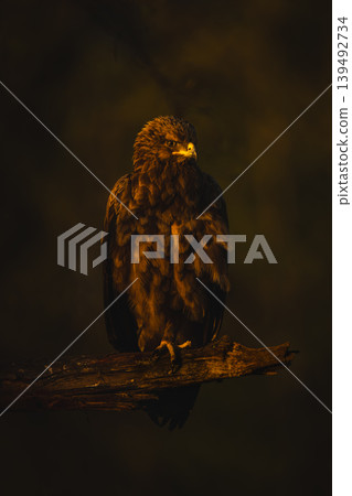 Lesser spotted eagle on branch watches camera Lesser spotted eagle on branch watches camera 139492734