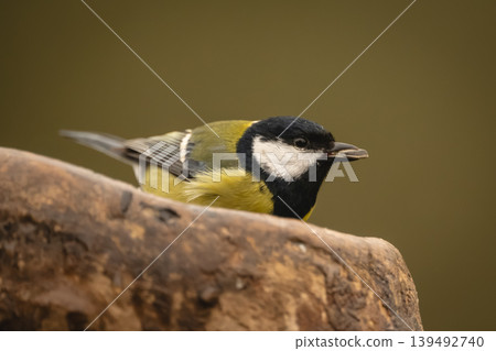 Marsh tit holds sunflower seed on stump Marsh tit holds sunflower seed on stump 139492740