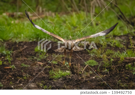 Western marsh harrier flying through grassy clearing Western marsh harrier flying through grassy clearing 139492750
