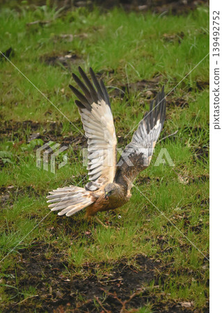 Western marsh harrier lifts wings on grass 139492752