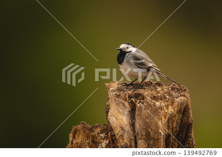 White wagtail with catchlight on tree stump White wagtail with catchlight on tree stump 139492769