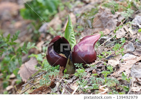 Zazensou (Japanese skunk cabbage), Jiyukinrensen (Japanese skunk cabbage), Symplocarpus renifolius (Japanese skunk cabbage), Darumasou (Japanese skunk cabbage), Tatsu 139492979