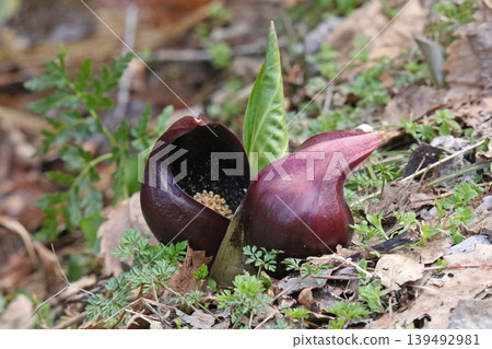 Zazensou (Japanese skunk cabbage), Jiyukinrensen (Japanese skunk cabbage), Symplocarpus renifolius (Japanese skunk cabbage), Darumasou (Japanese skunk cabbage), Tatsu 139492981