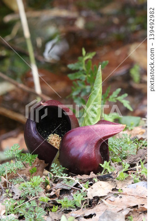 座禪草（日本臭菘）、自由金連線（日本臭菘）、腎葉臭菘（日本臭菘）、達摩草（日本臭菘）、達祖 139492982