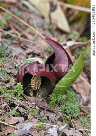 Zazensou (Japanese skunk cabbage), Jiyukinrensen (Japanese skunk cabbage), Symplocarpus renifolius (Japanese skunk cabbage), Darumasou (Japanese skunk cabbage), Tatsu Zazensou (Japanese skunk cabbage), Jiyukinrensen (Japanese skunk cabbage), Symplocarpus renifolius (Japanese skunk cabbage), Darumasou (Japanese skunk cabbage), Tatsu 139492983