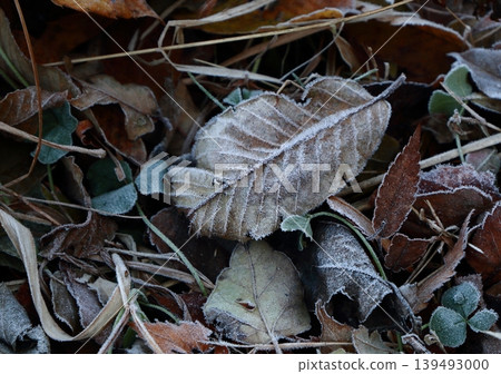 Fallen leaves covered in frost 139493000