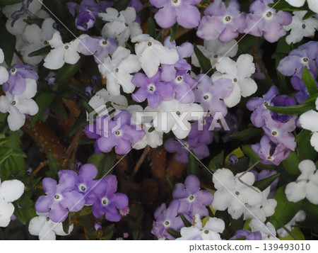Close-up of purple and white fragrant jasmine flowers (fragrant jasmine blooming in the shade) Close-up of purple and white fragrant jasmine flowers (fragrant jasmine blooming in the shade) 139493010