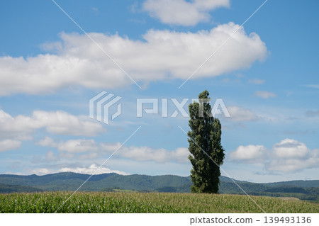 Poplar standing in a green corn field and blue sky Poplar standing in a green corn field and blue sky 139493136
