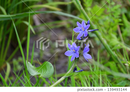 Beautiful purple flowers blooming in rice paddies: Mizuaoi Beautiful purple flowers blooming in rice paddies: Mizuaoi 139493144