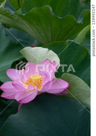 Close-up of a pink lotus flower in full bloom Close-up of a pink lotus flower in full bloom 139493147