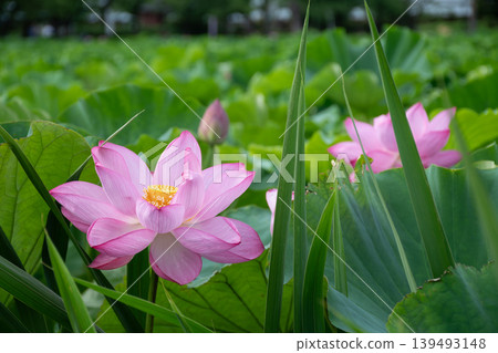 Close-up of a pink lotus flower in full bloom Close-up of a pink lotus flower in full bloom 139493148